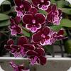 Phal. Allura Black Swan